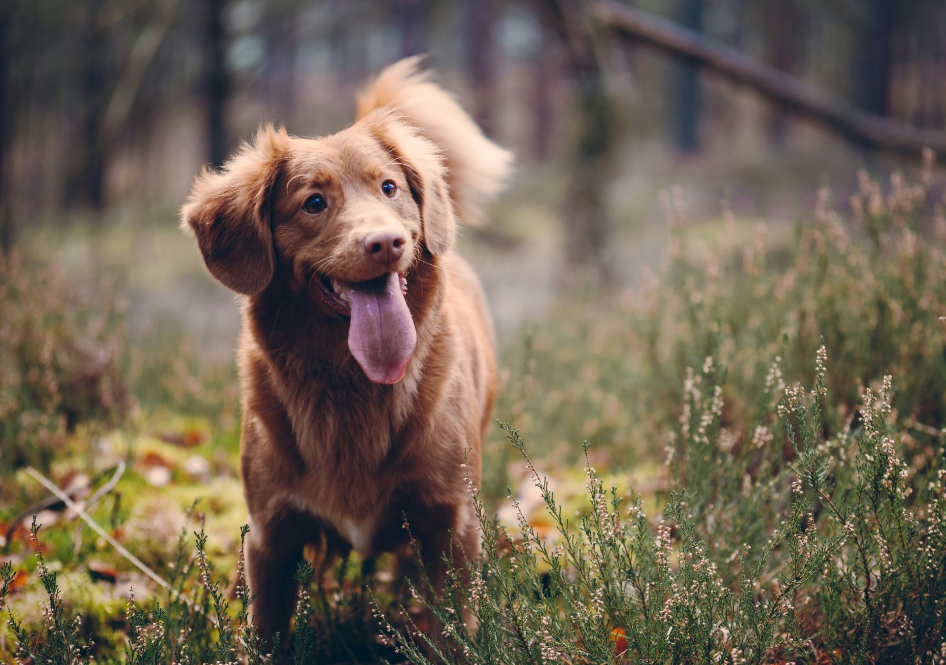 chien dans un jardin