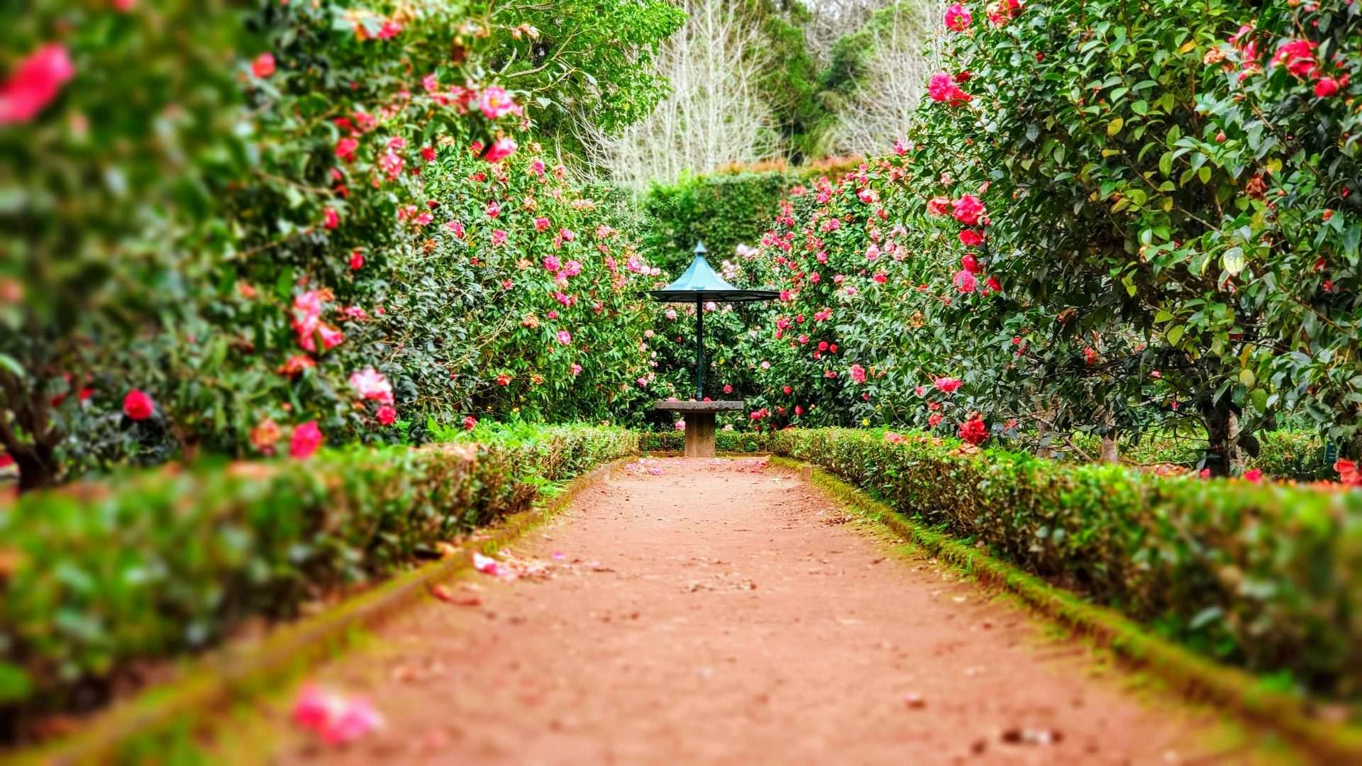 chemin brun entre les plantes vertes